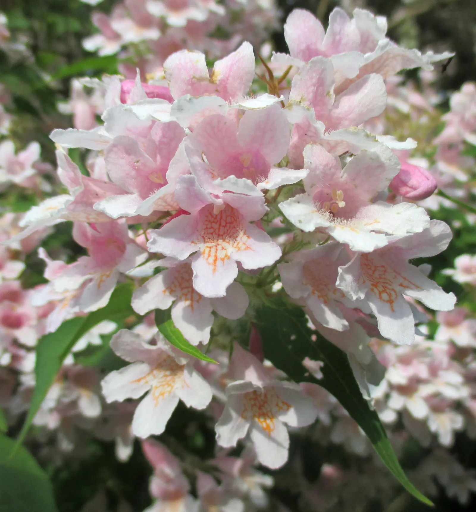 Beauty Bush (Kolkwitzia Amabilis) — with more frequency in extreme heat.<br><br>Given its size and ornamental qualities; vase-like silhouette that, image 102
