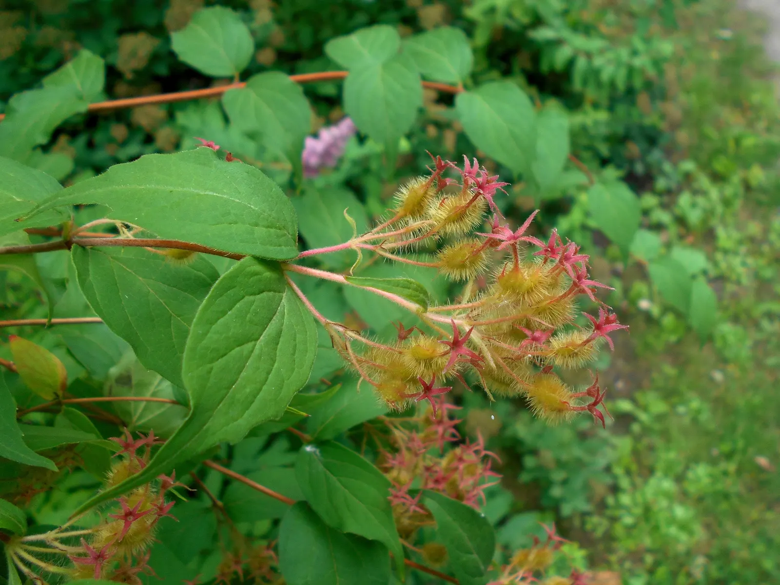 Beauty Bush (Kolkwitzia Amabilis) — offers a delightful springtime spectacle in any garden; with a preference for full sun to light shade, image 88