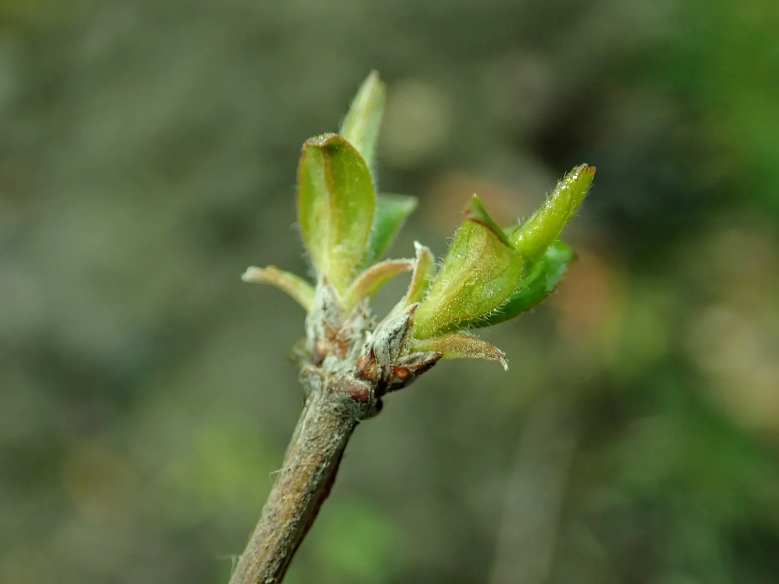 Beauty Bush (Kolkwitzia Amabilis) — scientifically named Kolkwitzia amabilis; which may grow up to 3 inches long, image 87