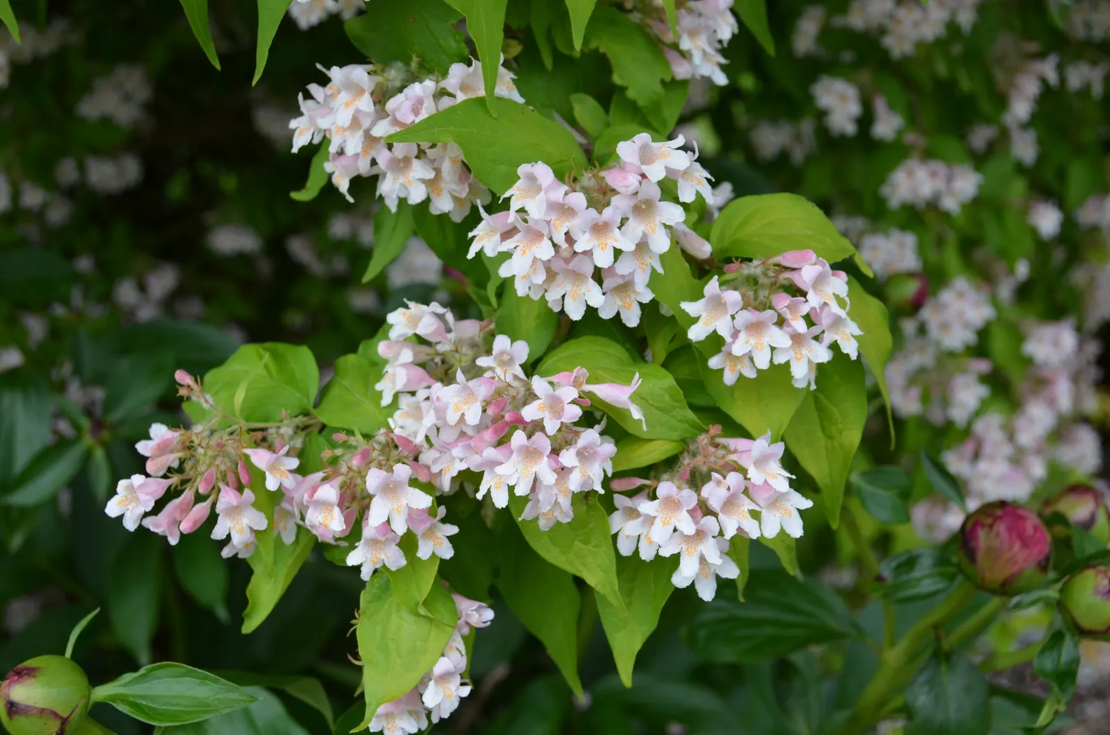 Beauty Bush (Kolkwitzia Amabilis) — This arching plant prefers well-drained soil and full sun to partial shade; capsule-like fruit that provides, image 84