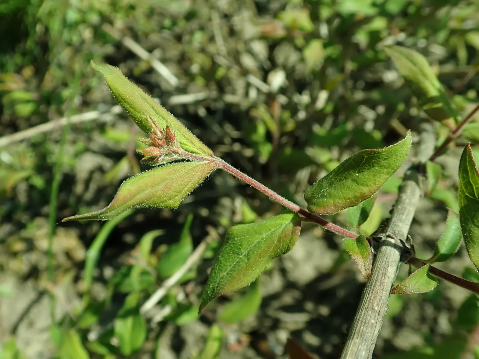 Beauty Bush (Kolkwitzia Amabilis) — This East Asian native is hardy in USDA zones 4 through 8.<br><br>Its foliage consists of simple leaves; are its blooms: In