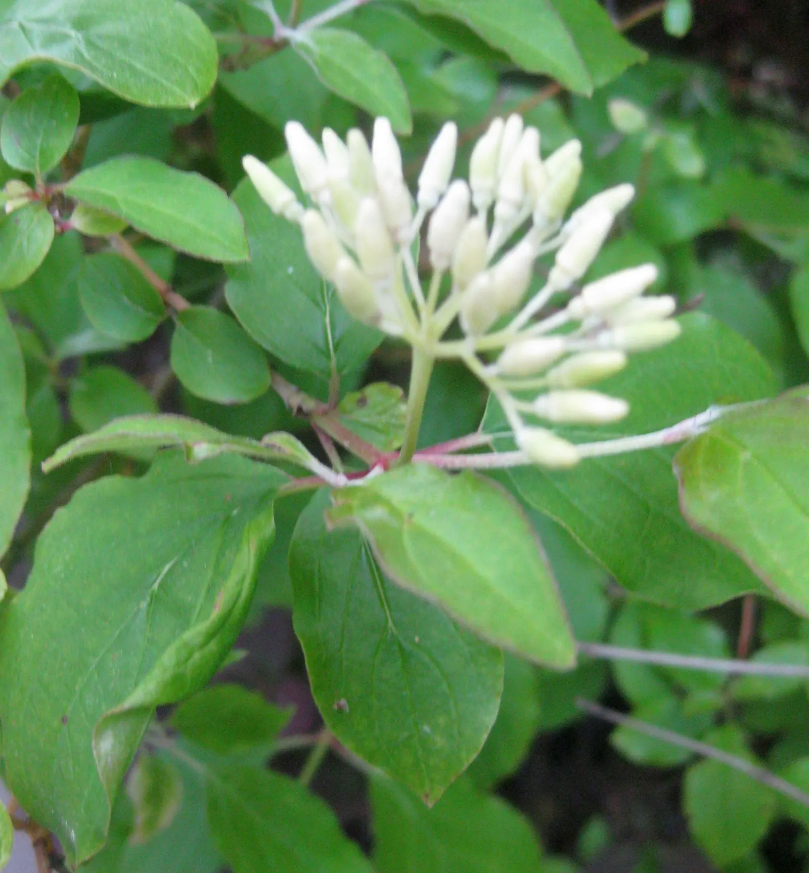 Beauty Bush (Kolkwitzia Amabilis) — With a preference for full sun to light shade; kolkwitzia amabilis functions well as a specimen plant