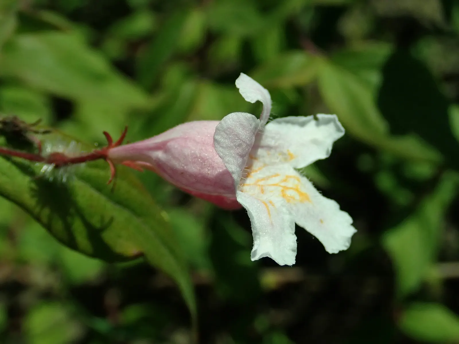 Beauty Bush (Kolkwitzia Amabilis) — Beauty Bush produces a subtle; kolkwitzia amabilis, commonly called Beauty Bush, is a deciduous shrub reaching 6-10 ft in