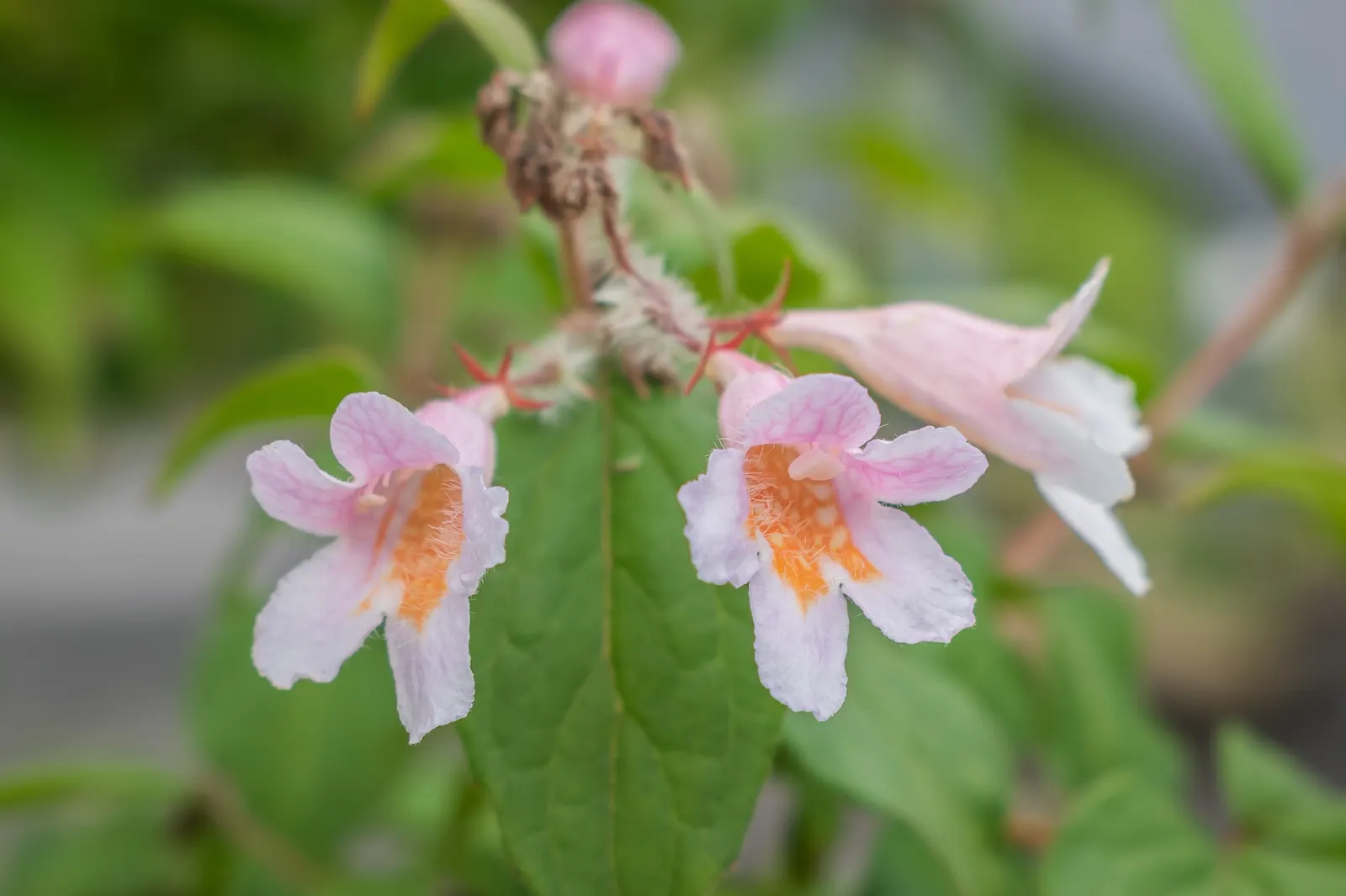 Beauty Bush (Kolkwitzia Amabilis) — or as a backdrop for perennial flower beds, image 50