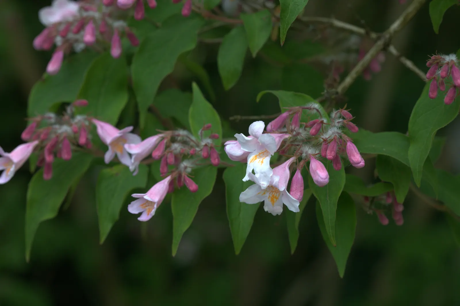 Beauty Bush (Kolkwitzia Amabilis) — Beauty Bush produces a subtle; kolkwitzia amabilis, commonly called Beauty Bush, is a deciduous shrub reaching, image 97