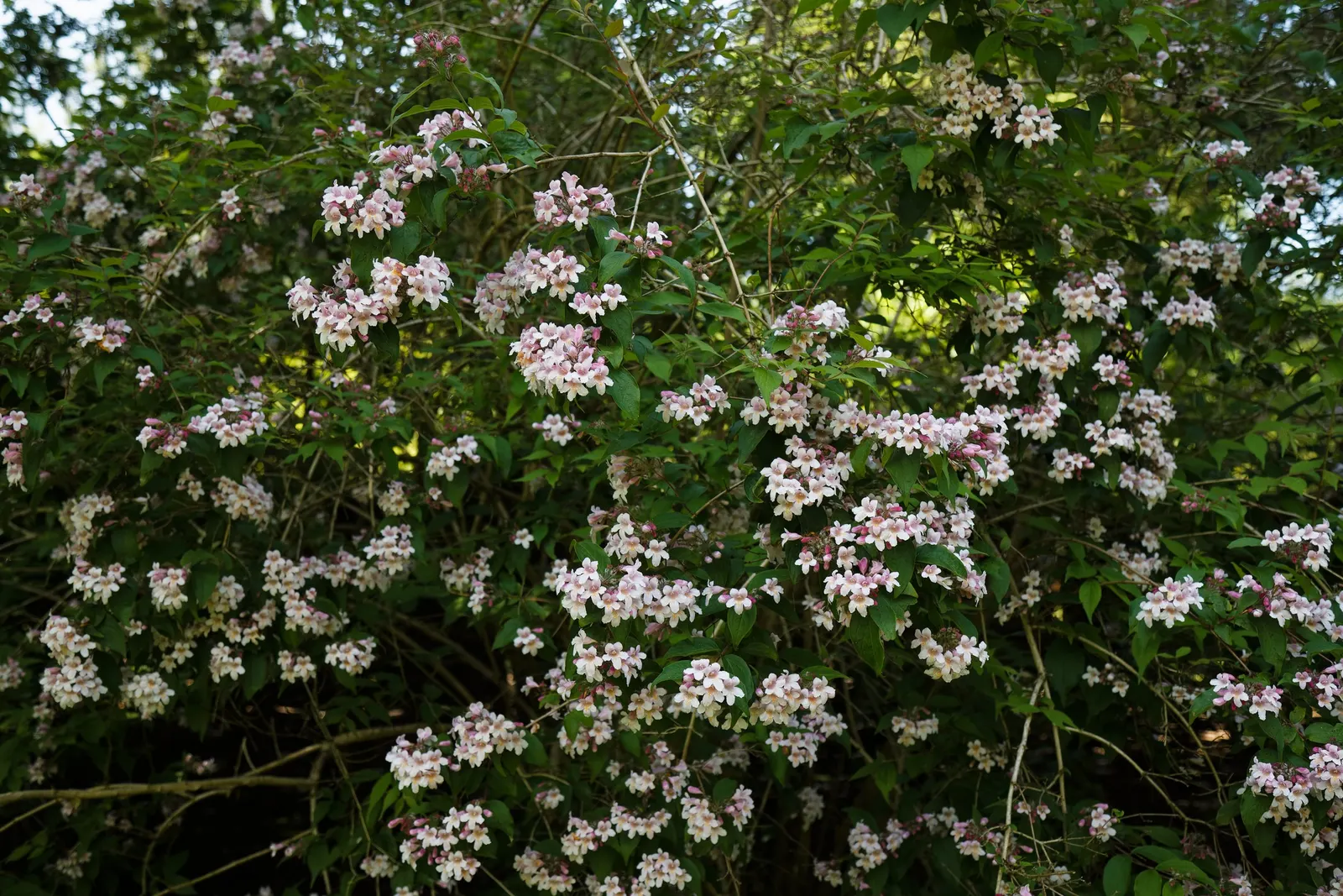 Beauty Bush (Kolkwitzia Amabilis) — it typically reaches a mature size of 6 to 10 feet in height and spreads equally wide to 6 to 10 feet; shrub, image 62