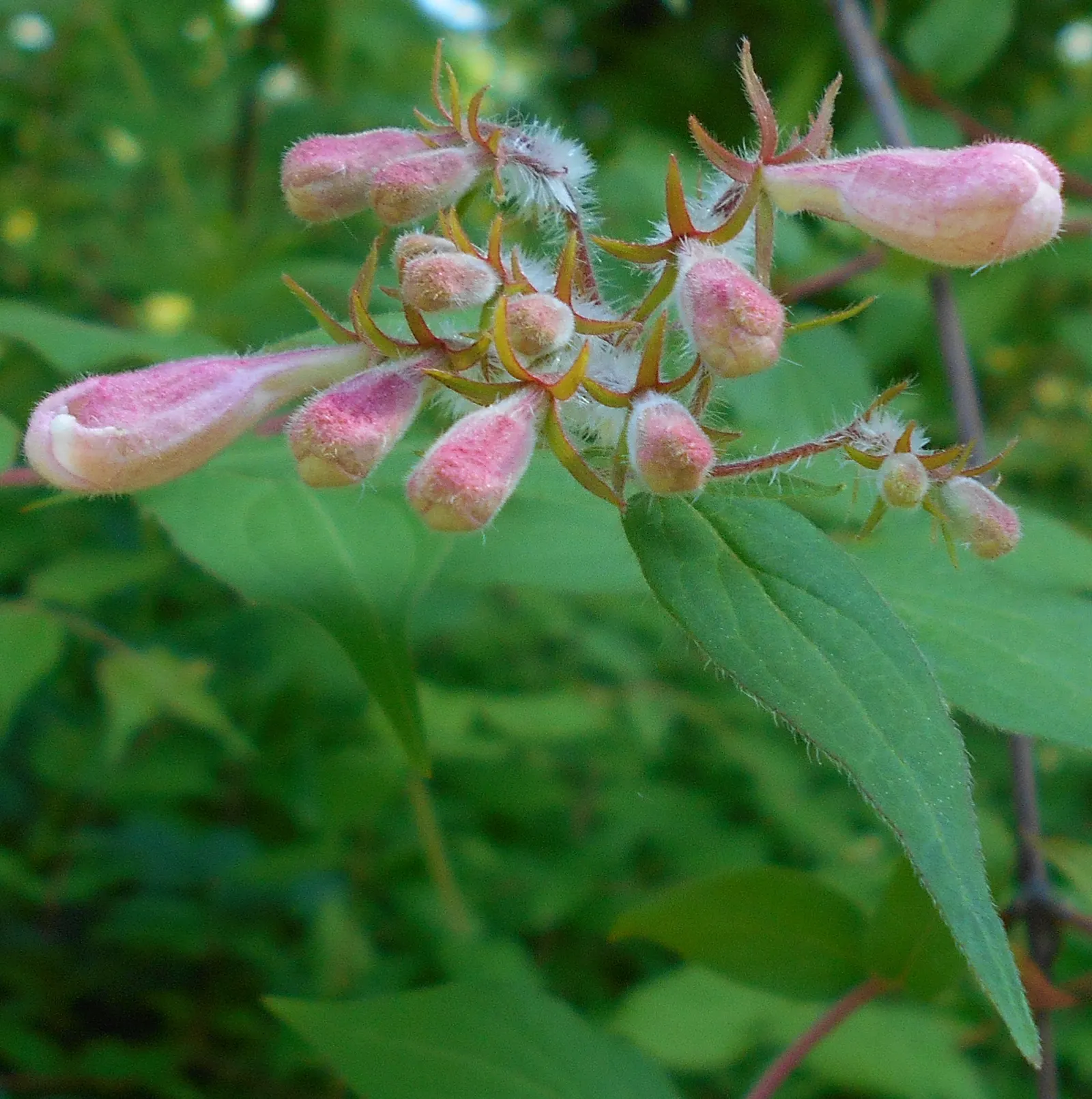 Beauty Bush (Kolkwitzia Amabilis) — with more frequency in extreme heat.<br><br>Given its size and ornamental qualities; vase-like silhouette that can