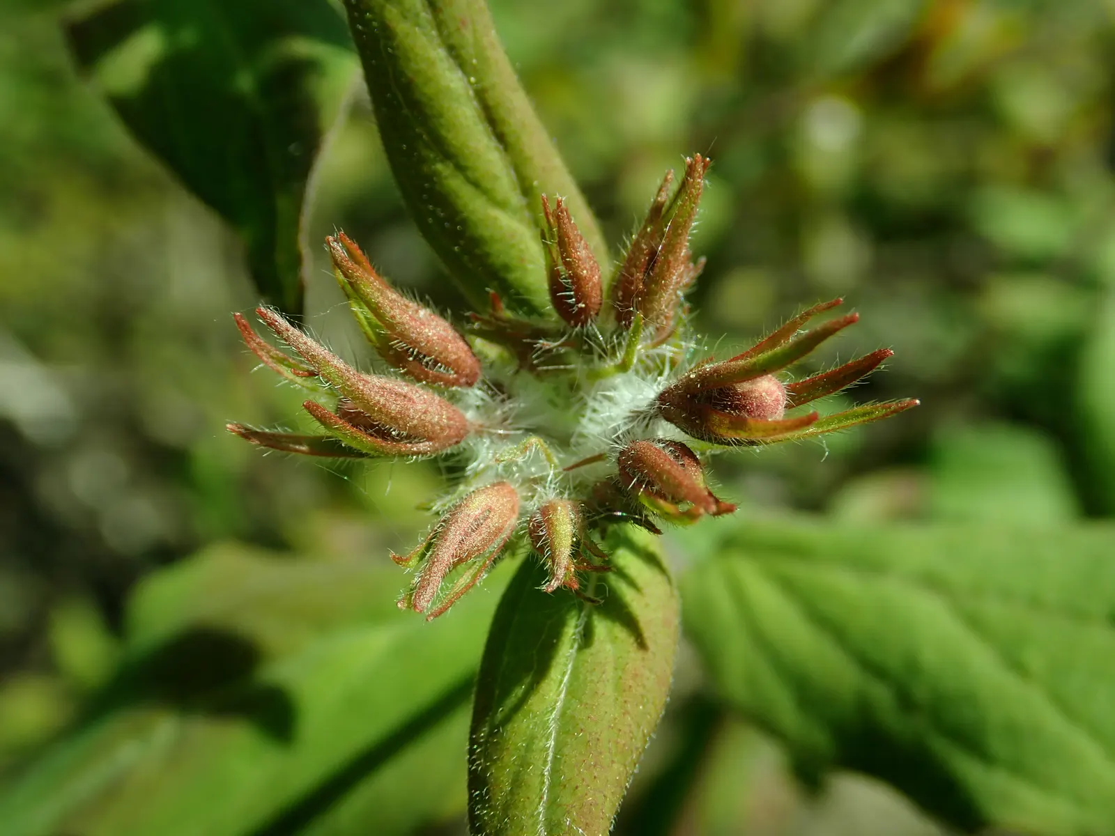 Beauty Bush (Kolkwitzia Amabilis) — it thrives best in well-drained loams and requires moderate watering; noted for its profuse spring blooms, it, image 101