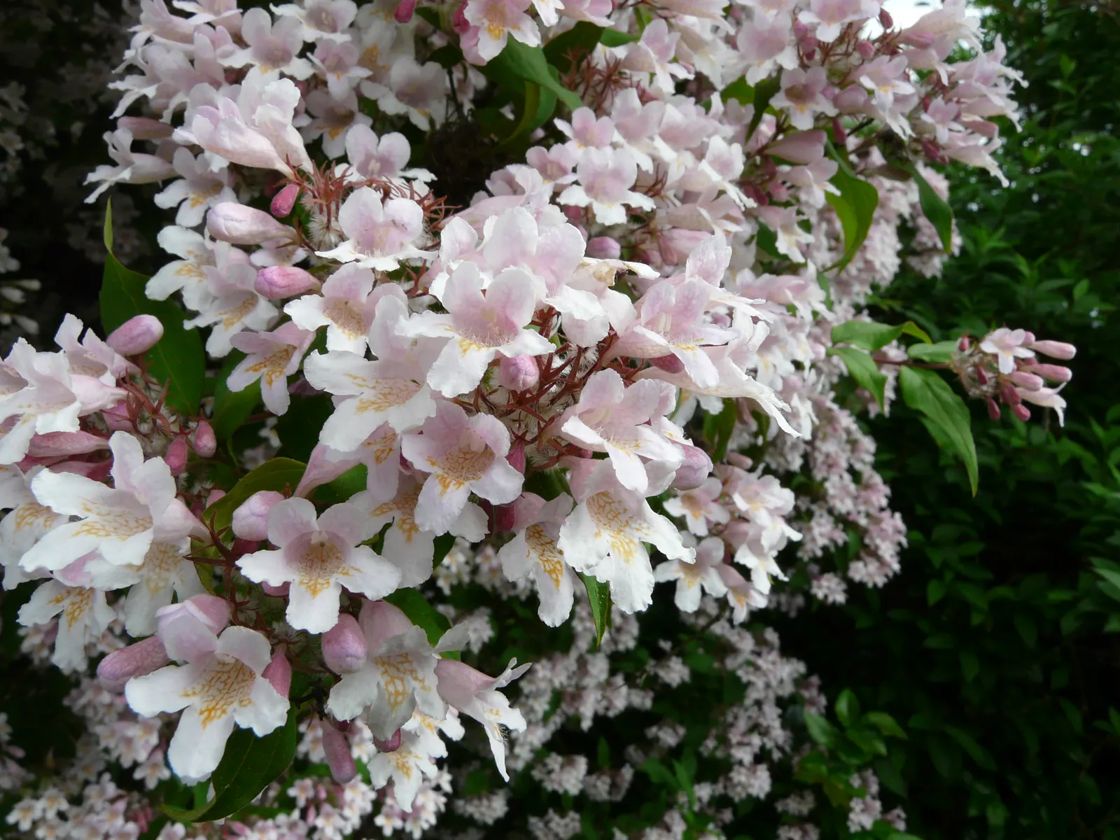 Beauty Bush (Kolkwitzia Amabilis) — making them an eye-catching feature.<br><br>Post-floraison; with more frequency in extreme heat.<br><br>Given, image 96
