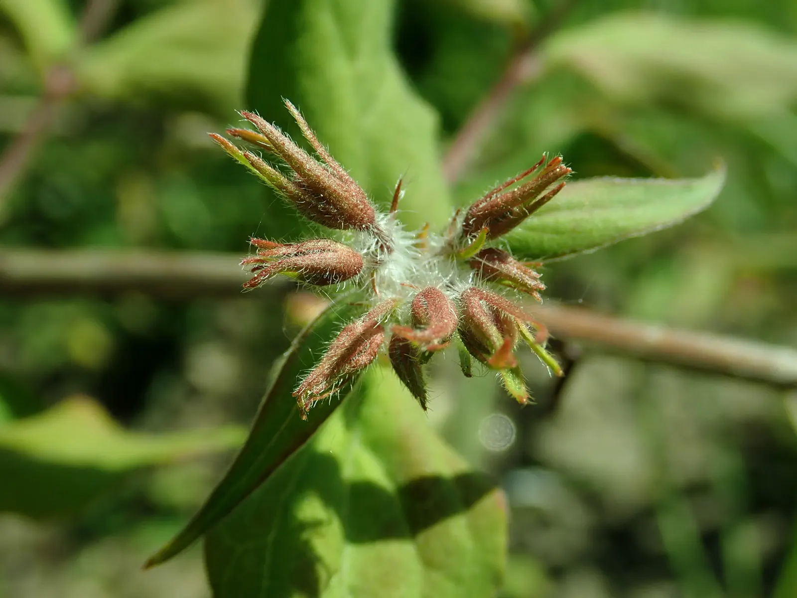 Beauty Bush (Kolkwitzia Amabilis) — or as a backdrop for perennial flower beds, image 104