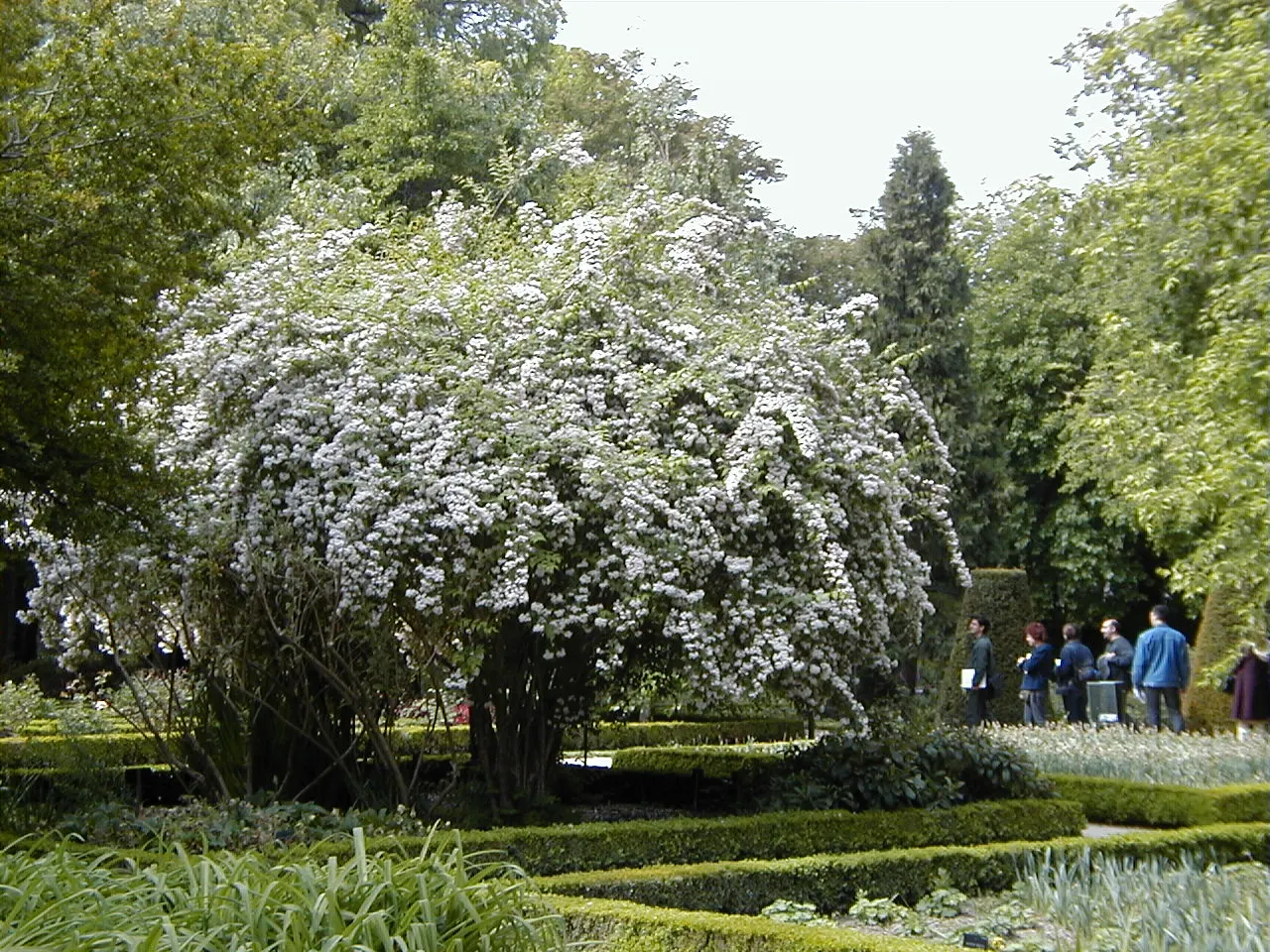 Beauty Bush (Kolkwitzia Amabilis) — textured display with its peeling; it typically reaches a mature size of 6 to 10 feet in height and spreads, image 71