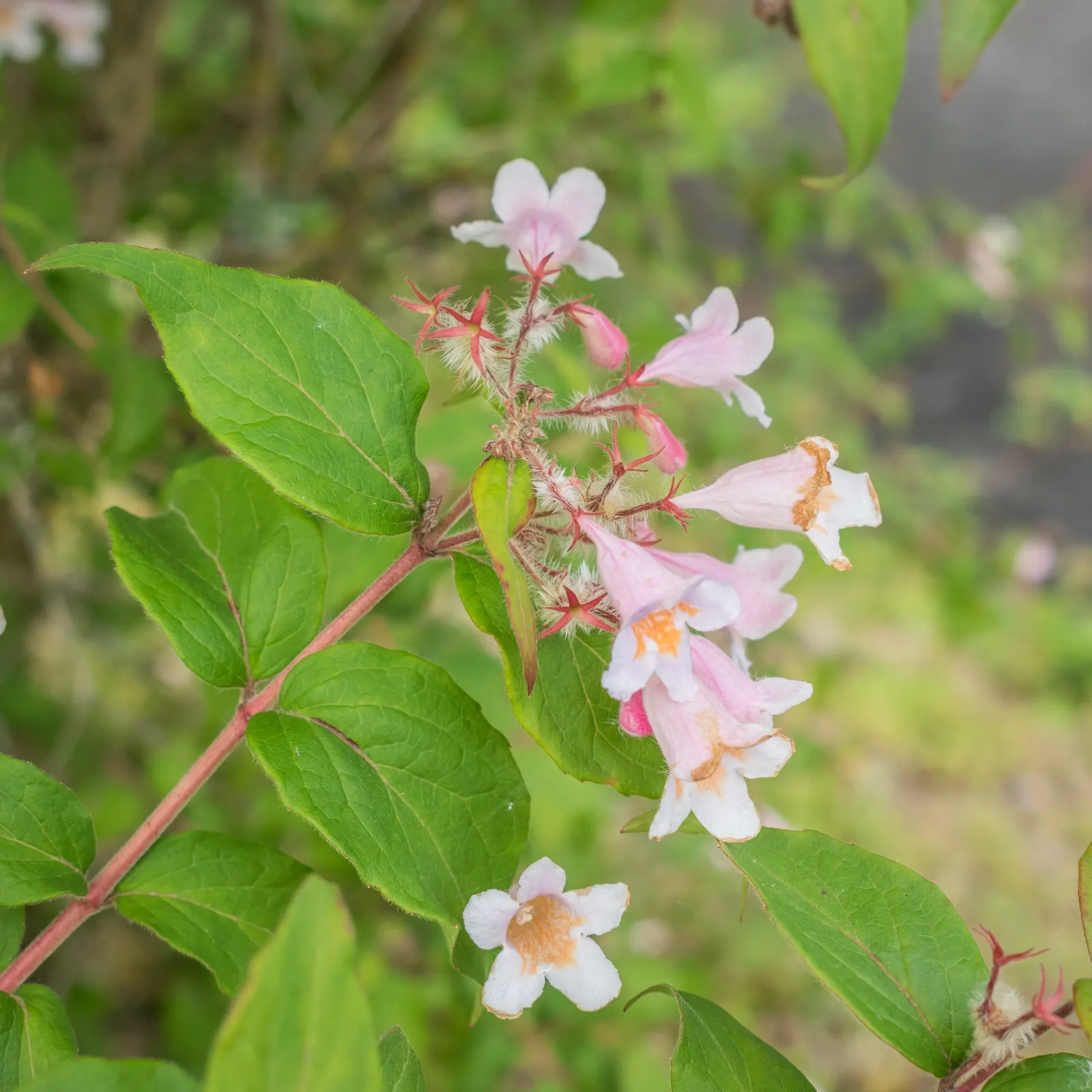 Beauty Bush (Kolkwitzia Amabilis) — scientifically named Kolkwitzia amabilis; which may grow up to 3 inches long, image 114