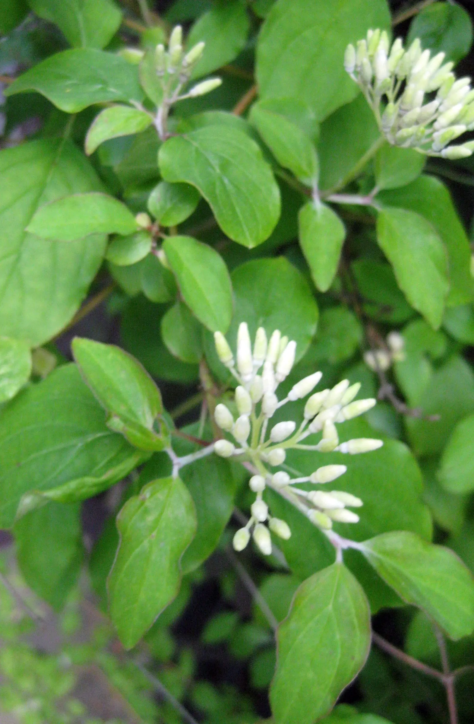 Beauty Bush (Kolkwitzia Amabilis) — Maintenance is minimal, with post-flowering pruning to encourage shape; multi-colored and pink and white, image 58