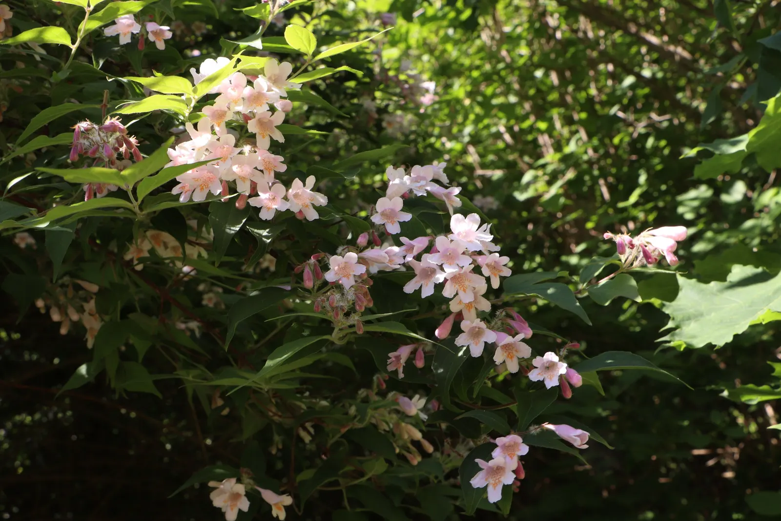 Beauty Bush (Kolkwitzia Amabilis) — This East Asian native is hardy in USDA zones 4 through 8.<br><br>Its foliage consists of simple leaves; are, image 91