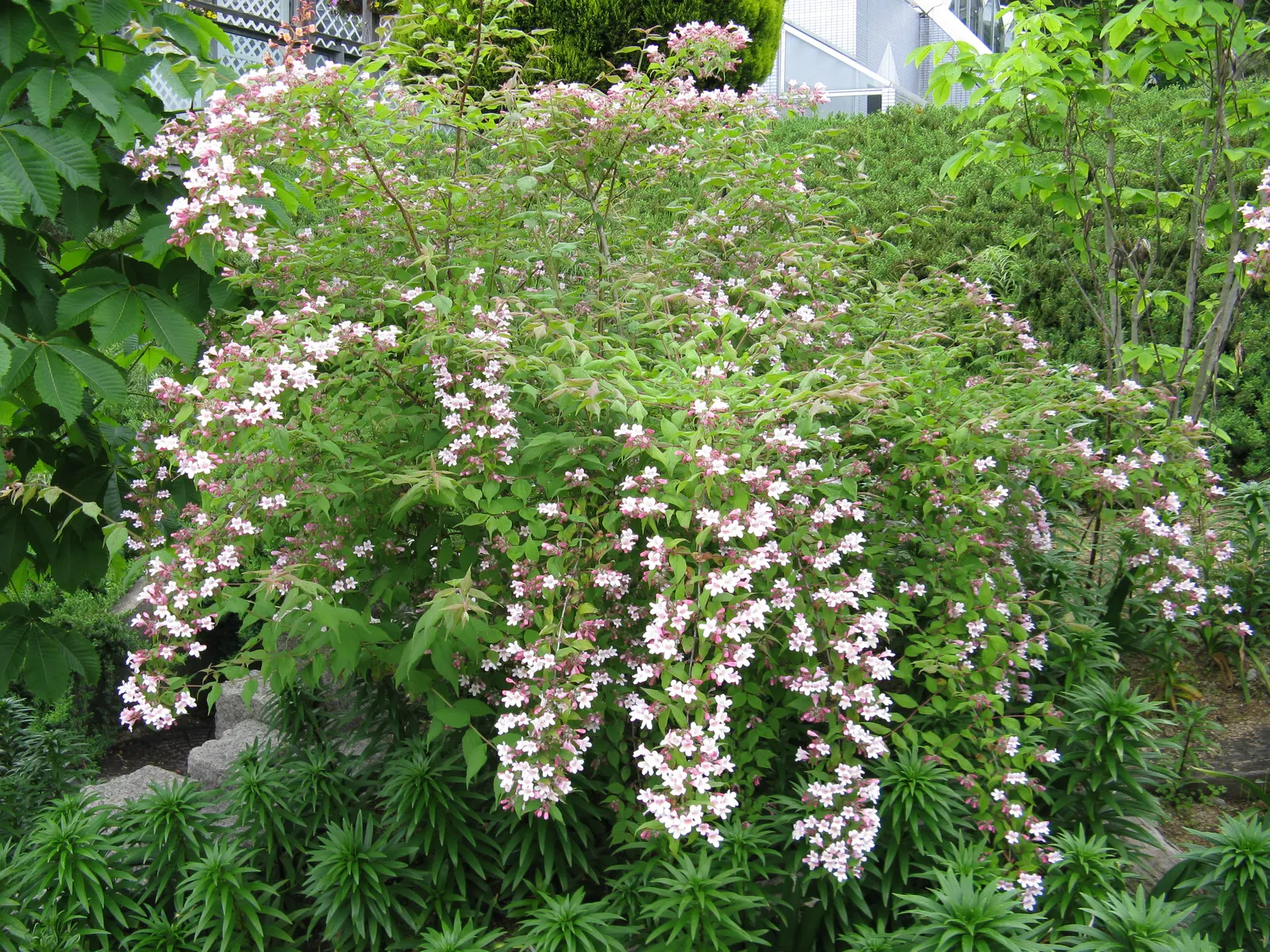 Beauty Bush (Kolkwitzia Amabilis) — shrub with multi-colored and pink and white blooms; textured display with its peeling