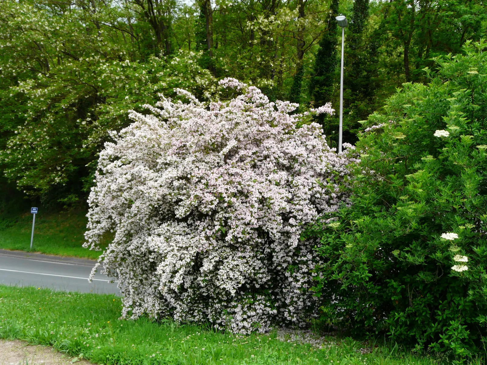 Beauty Bush (Kolkwitzia Amabilis) — This East Asian native is hardy in USDA zones 4 through 8.<br><br>Its foliage consists of simple leaves; are, image 64