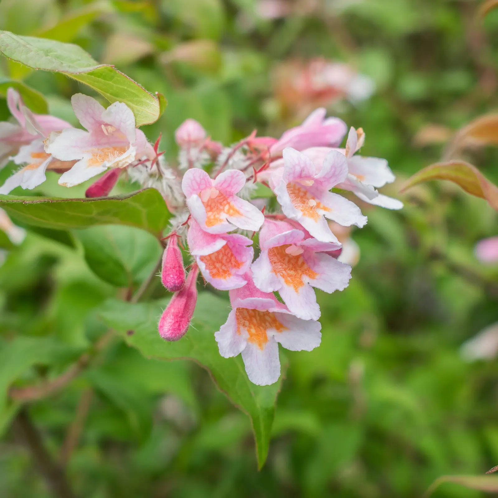 Beauty Bush (Kolkwitzia Amabilis) — it typically reaches a mature size of 6 to 10 feet in height and spreads equally wide to 6 to 10 feet; shrub, image 116