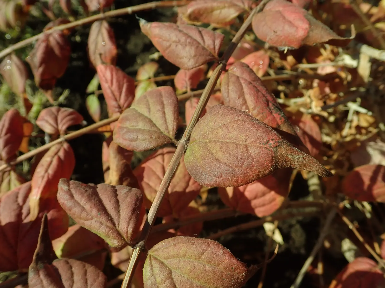 Beauty Bush (Kolkwitzia Amabilis) — are its blooms: In late spring to early summer; offers a delightful springtime spectacle in any garden, image 121