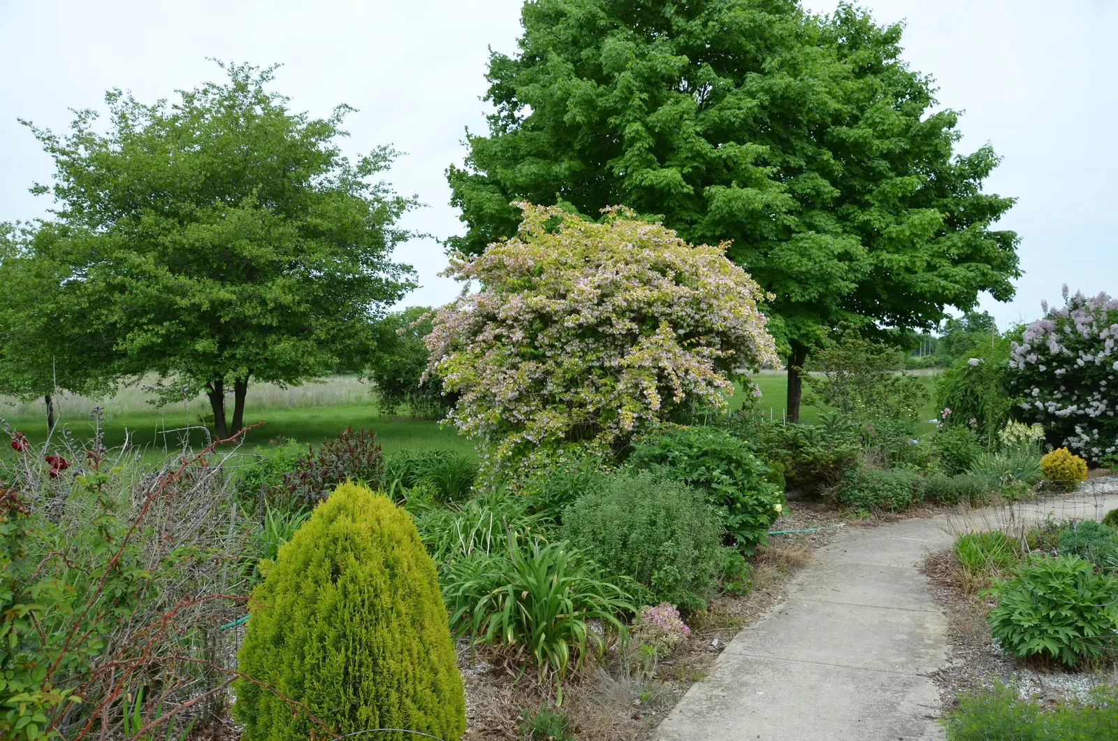 Beauty Bush (Kolkwitzia Amabilis) — Maintenance is minimal, with post-flowering pruning to encourage shape; multi-colored and pink and white, image 85