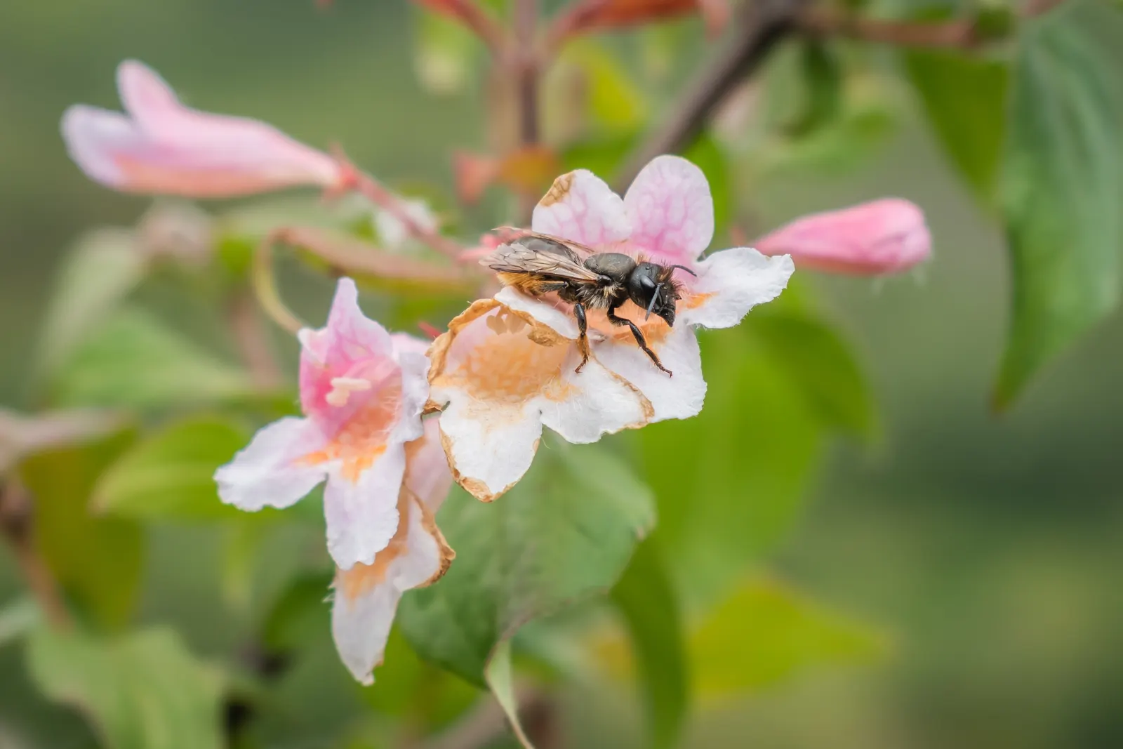 Beauty Bush (Kolkwitzia Amabilis) — which may grow up to 3 inches long; shrub for full or half, image 120