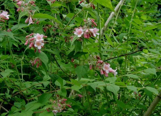 Beauty Bush (Kolkwitzia Amabilis) — offers a delightful springtime spectacle in any garden; with a preference for full sun to light shade