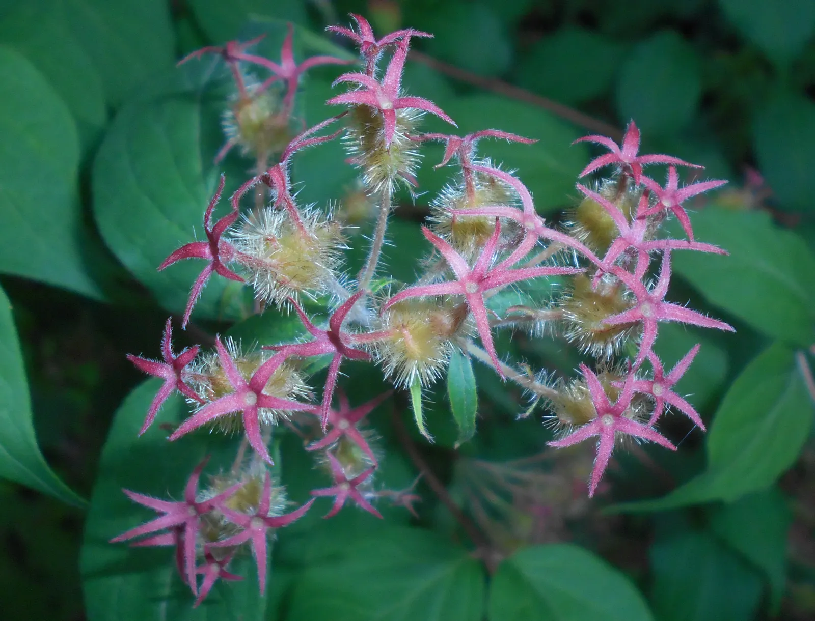 Beauty Bush (Kolkwitzia Amabilis) — arranged opposite one another; it thrives best in well-drained loams and requires moderate watering, image 65