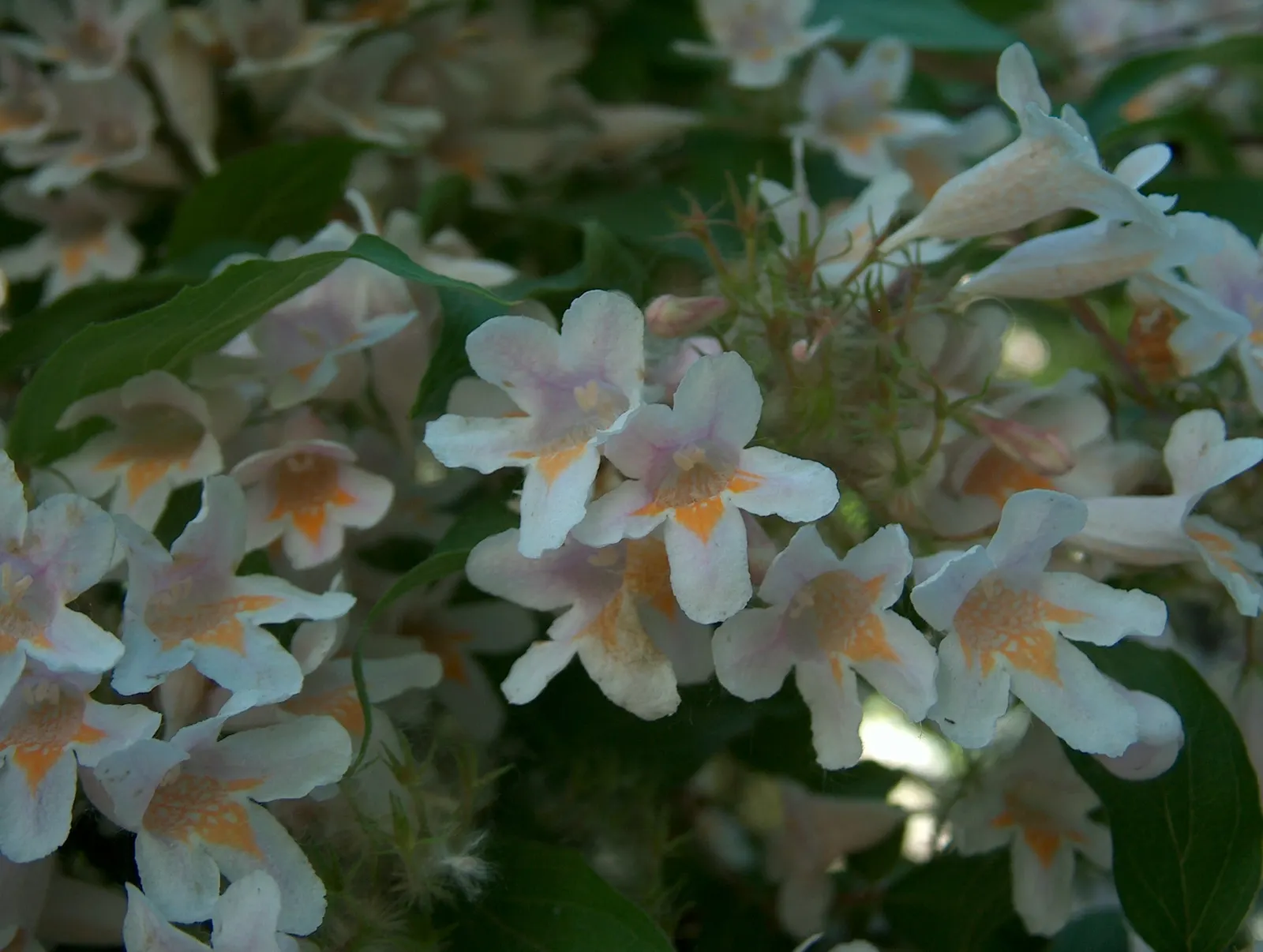 Beauty Bush (Kolkwitzia Amabilis) — it typically reaches a mature size of 6 to 10 feet in height and spreads equally wide to 6 to 10 feet; shrub with