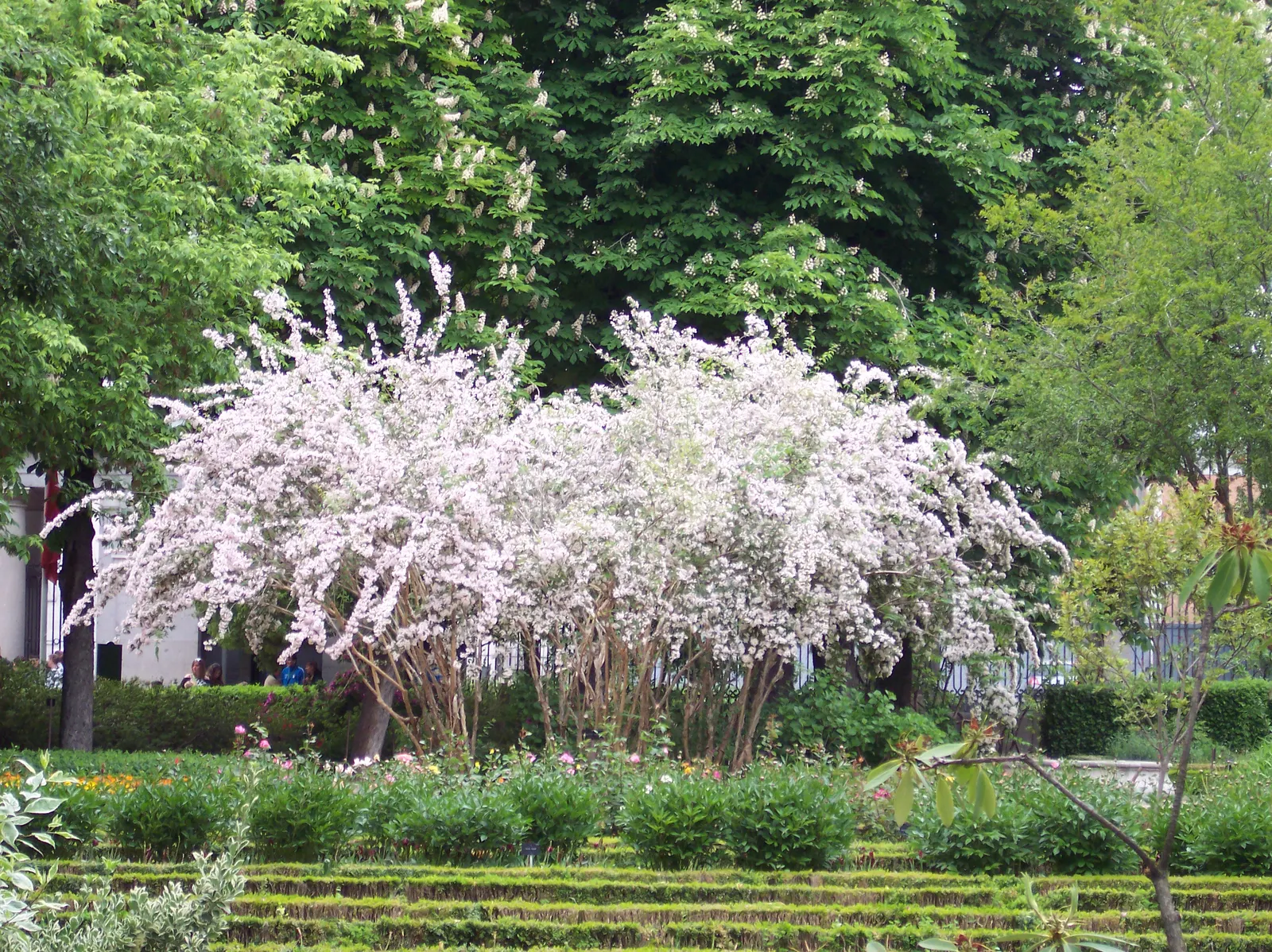 Beauty Bush (Kolkwitzia Amabilis) — shrub for full or half; its easy-care, low-maintenance character allows homeowners to enjoy its beauty with, image 108