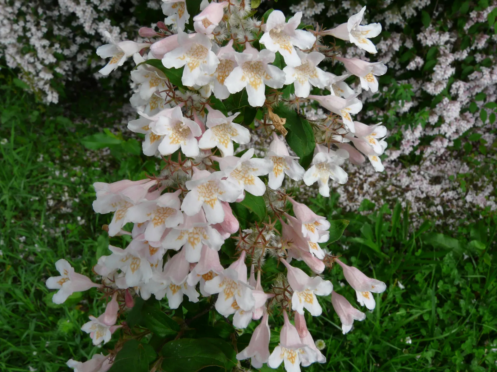 Beauty Bush (Kolkwitzia Amabilis) — capsule-like fruit that provides autumn interest; making them an eye-catching feature.<br><br>Post-floraison, image 72