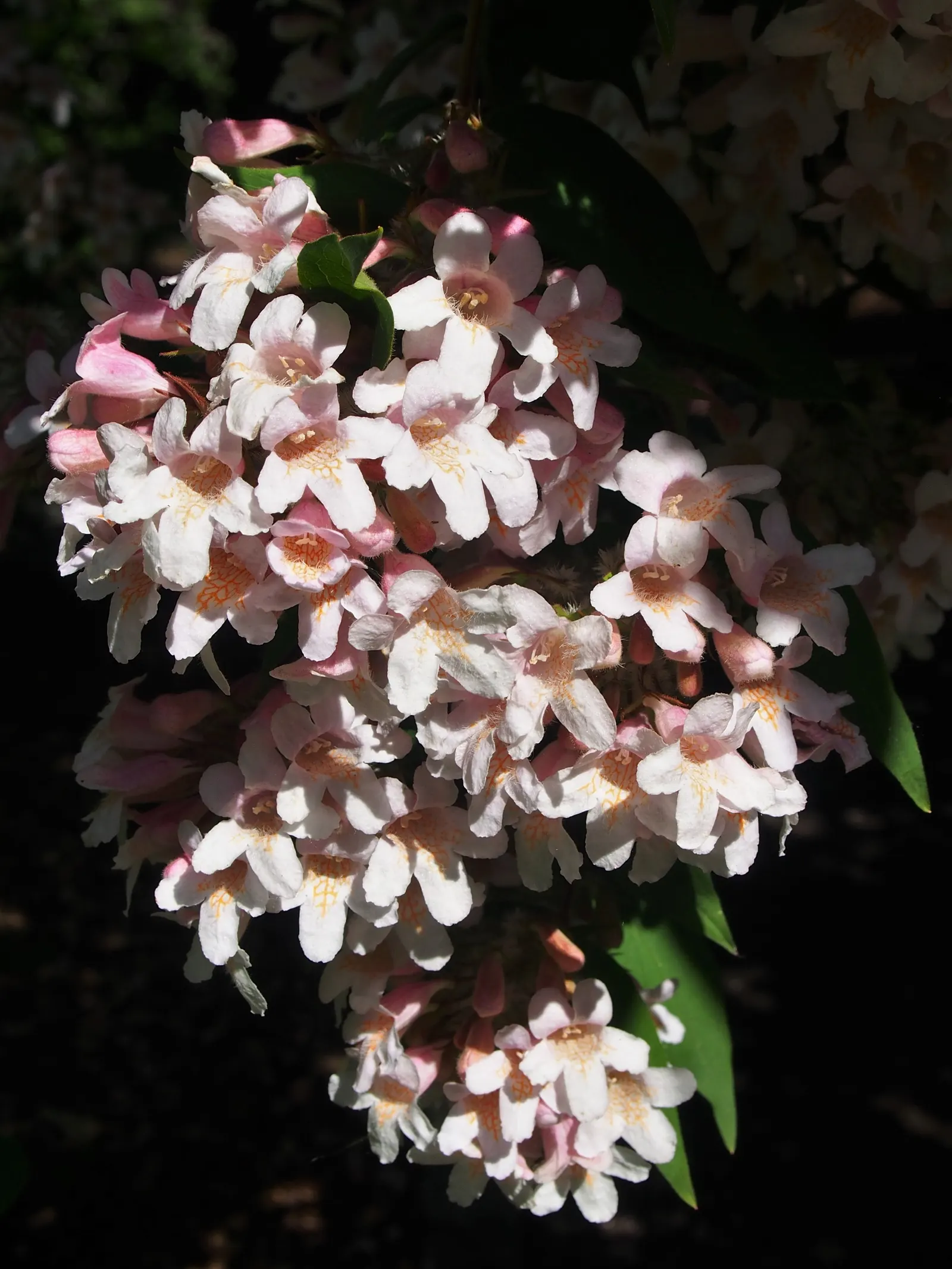 Beauty Bush (Kolkwitzia Amabilis) — it thrives best in well-drained loams and requires moderate watering; noted for its profuse spring blooms, it, image 74