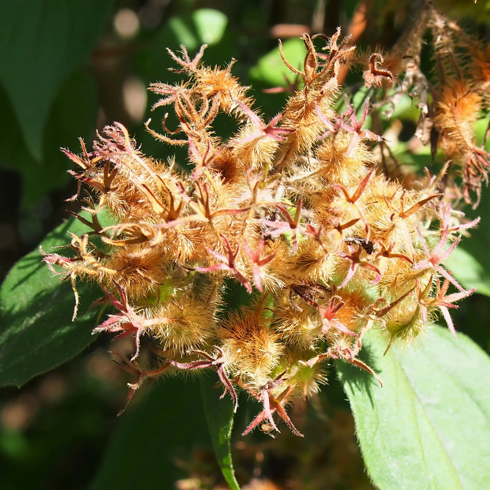 Beauty Bush (Kolkwitzia Amabilis) — Kolkwitzia amabilis functions well as a specimen plant; beauty Bush produces a subtle, image 103