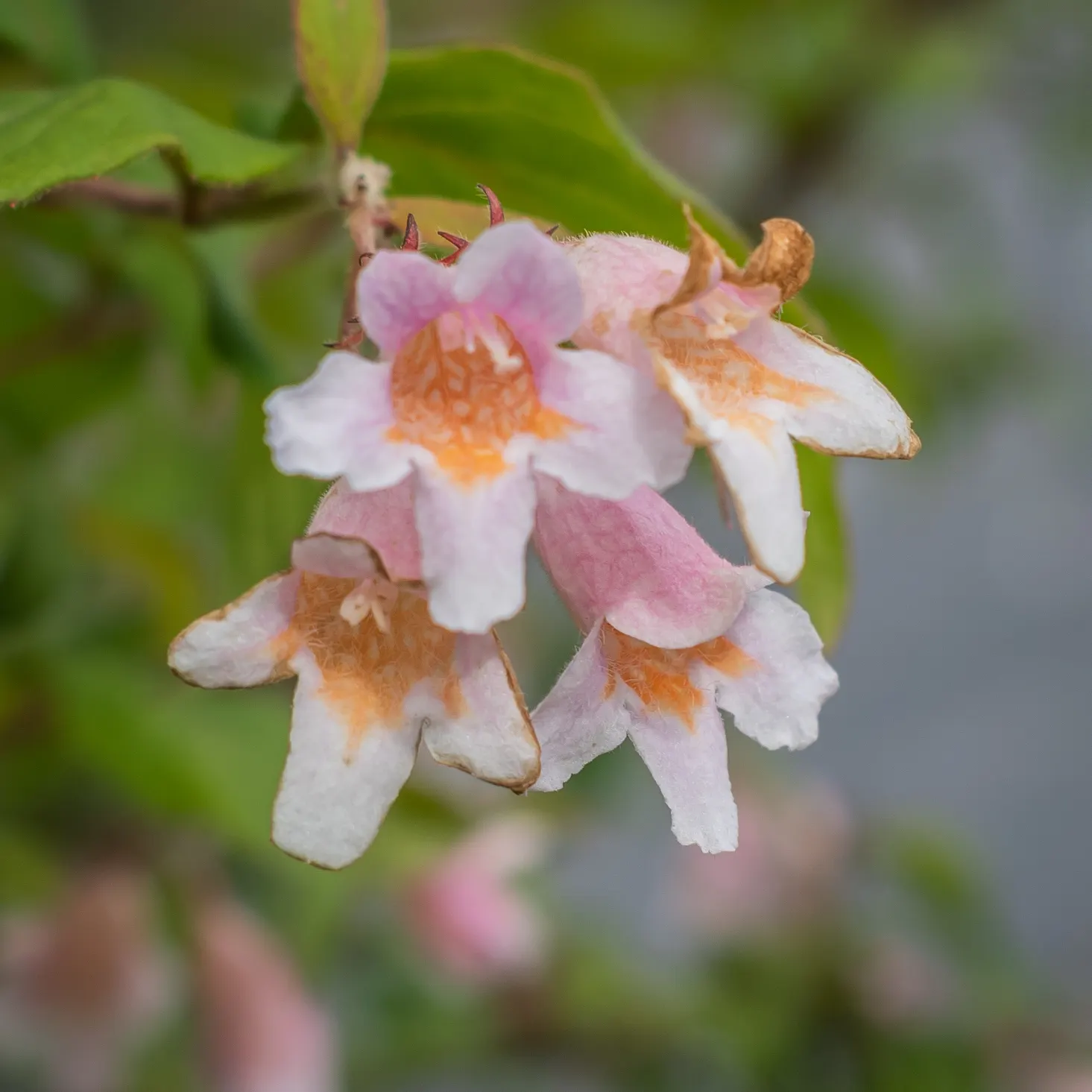 Beauty Bush (Kolkwitzia Amabilis) — offers a delightful springtime spectacle in any garden; with a preference for full sun to light shade, image 115