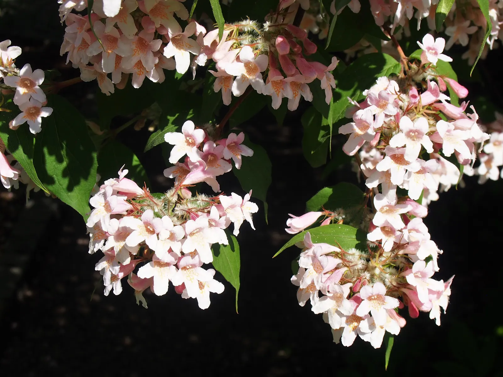 Beauty Bush (Kolkwitzia Amabilis) — Kolkwitzia amabilis, commonly called Beauty Bush, is a deciduous shrub reaching 6-10 ft in height and spread, image 82
