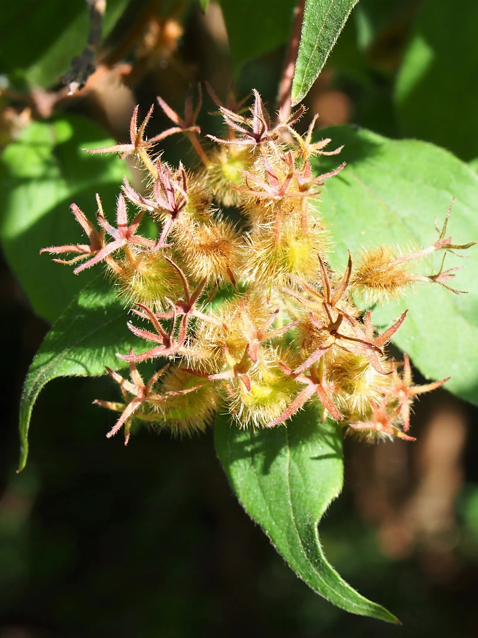 Beauty Bush (Kolkwitzia Amabilis) — These flowers adorn the arching branches in profusion, image 122