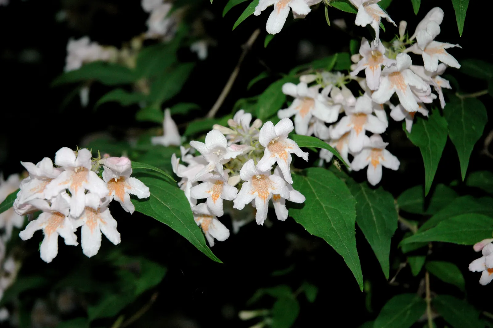 Beauty Bush (Kolkwitzia Amabilis) — with more frequency in extreme heat.<br><br>Given its size and ornamental qualities