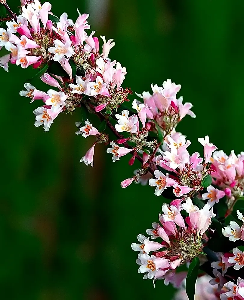 Beauty Bush (Kolkwitzia Amabilis) — shrub for full or half; its easy-care, low-maintenance character allows homeowners to enjoy its beauty with, image 81