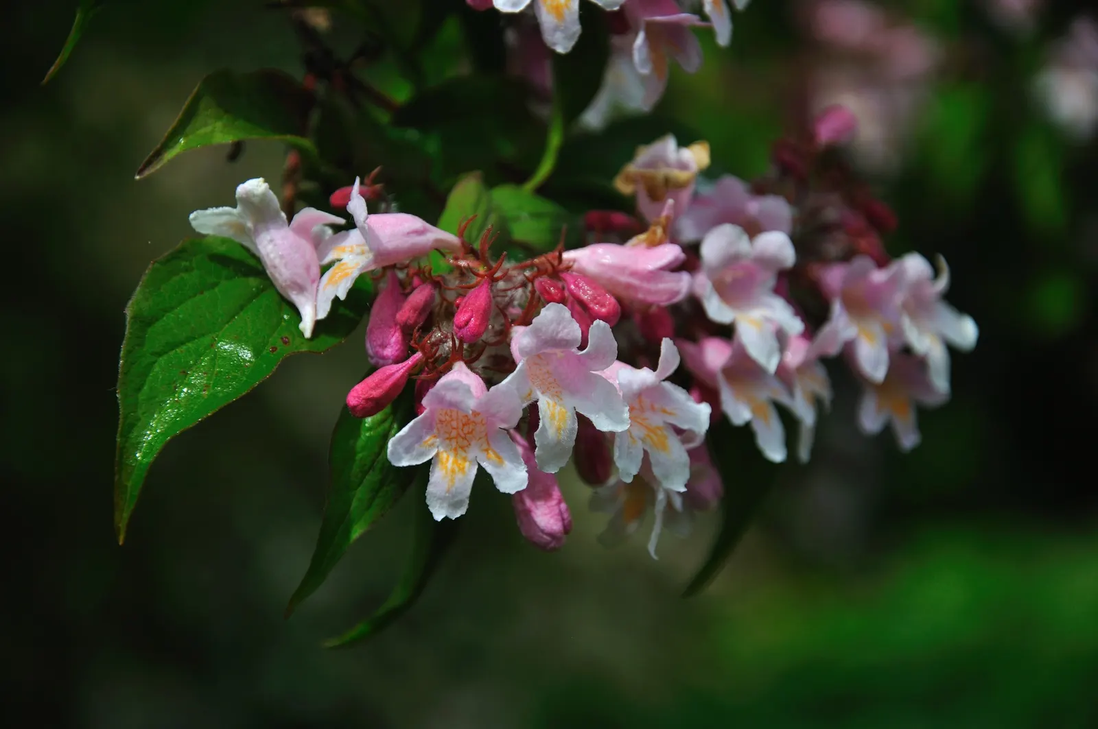 Beauty Bush (Kolkwitzia Amabilis) — capsule-like fruit that provides autumn interest