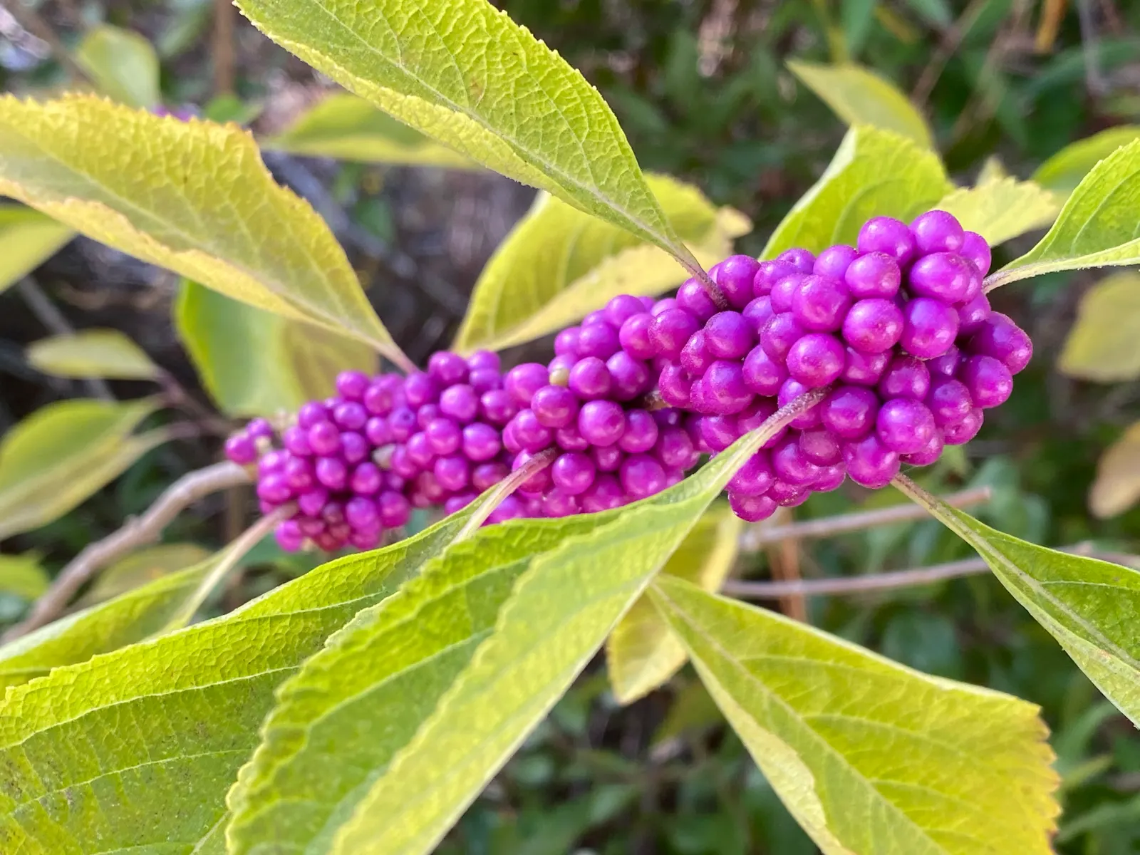 Beauty Bush (Kolkwitzia Amabilis) — With a preference for full sun to light shade; kolkwitzia amabilis functions well as a specimen plant, image 100