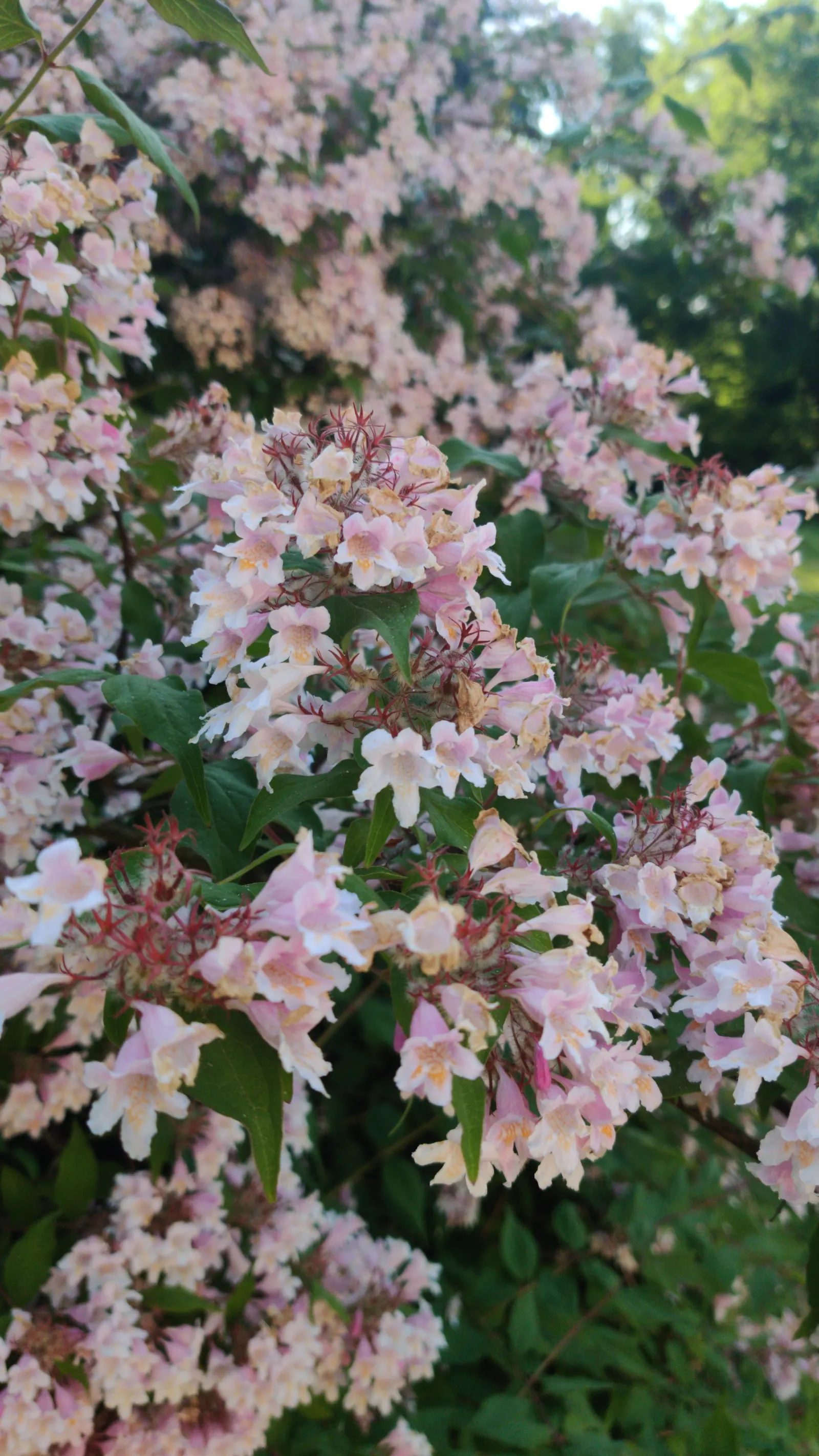 Beauty Bush (Kolkwitzia Amabilis) — textured display with its peeling