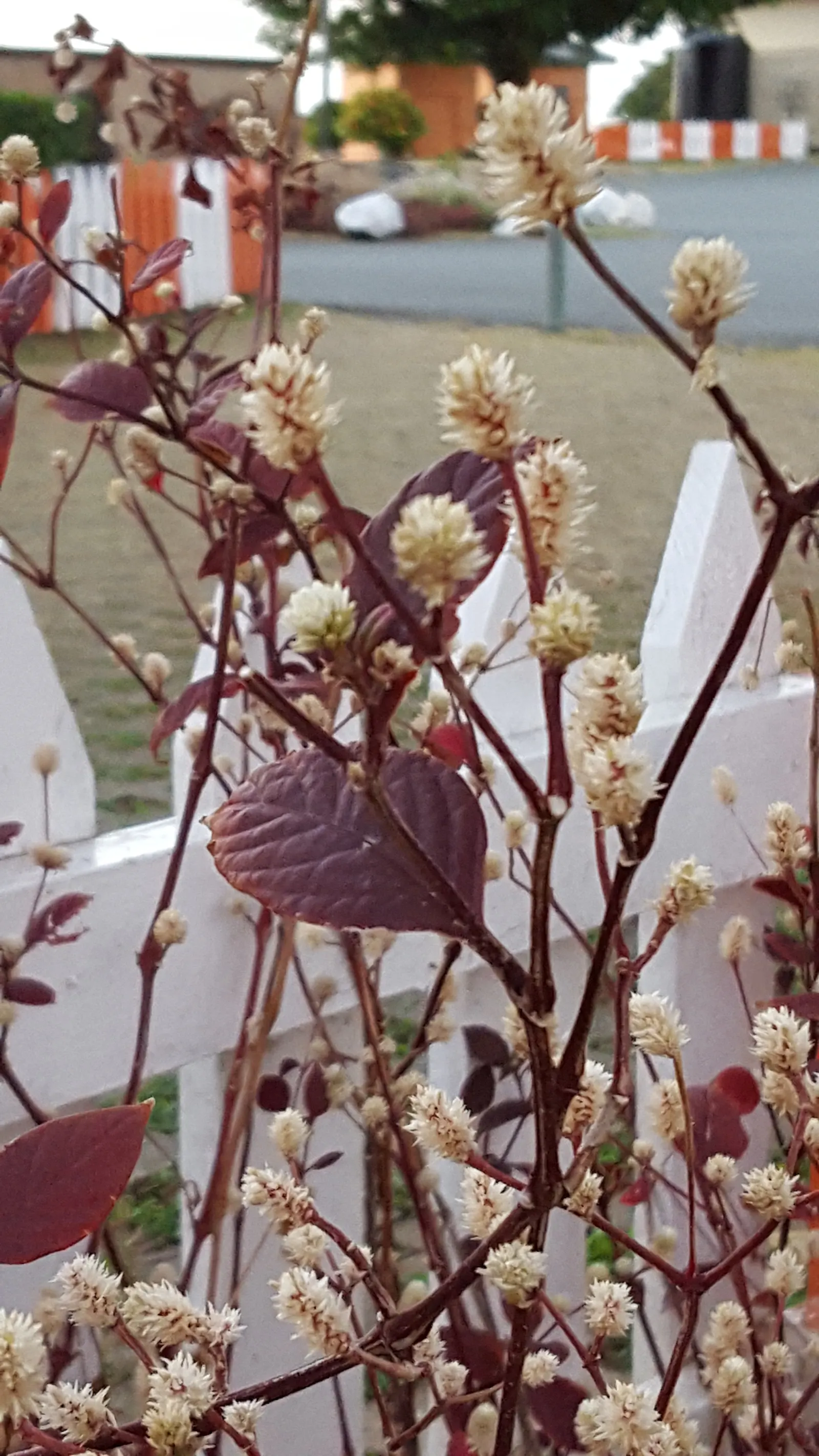 Beauty Bush (Kolkwitzia Amabilis) — vase-like silhouette that can contribute to a graceful layering in landscape design; scientifically named, image 117