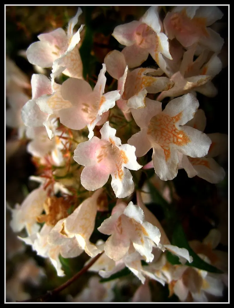 Beauty Bush (Kolkwitzia Amabilis) — These flowers adorn the arching branches in profusion, image 68