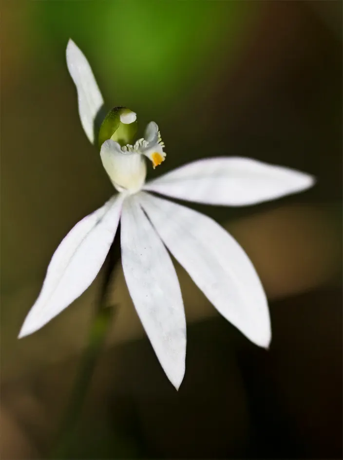 Beauty Bush (Kolkwitzia Amabilis) — scientifically named Kolkwitzia amabilis; which may grow up to 3 inches long