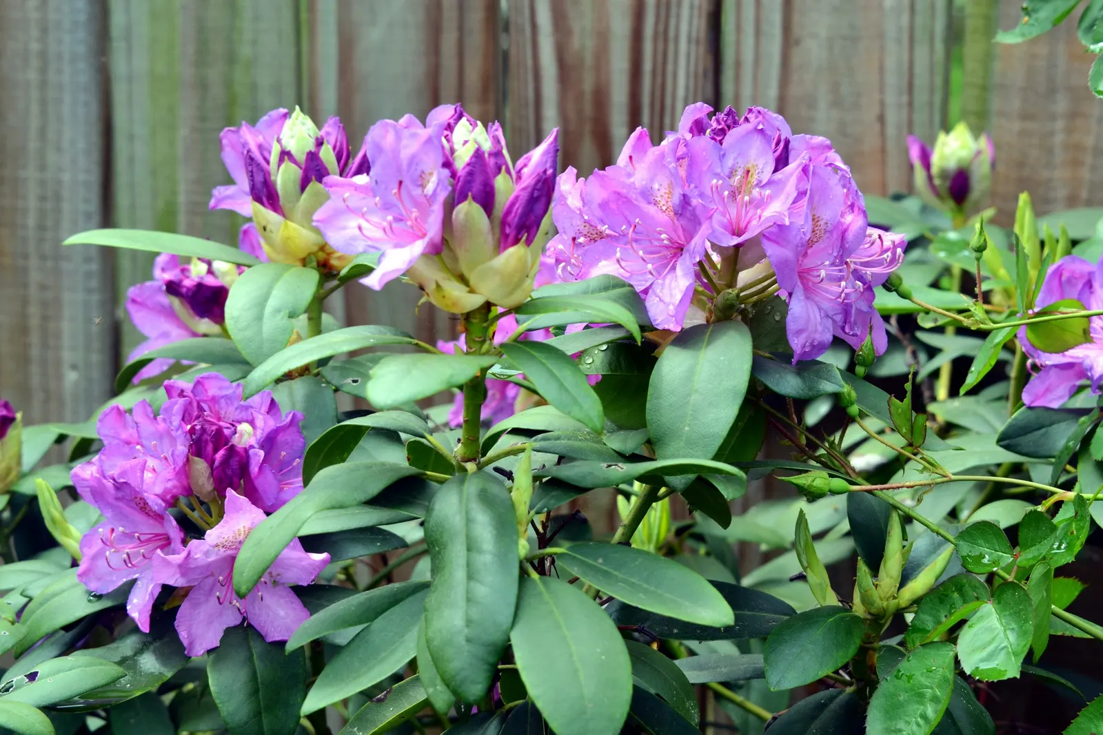 Beauty Bush (Kolkwitzia Amabilis) — multi-colored and pink and white flowers in the garden; this East Asian native is hardy in USDA zones 4 through, image 106