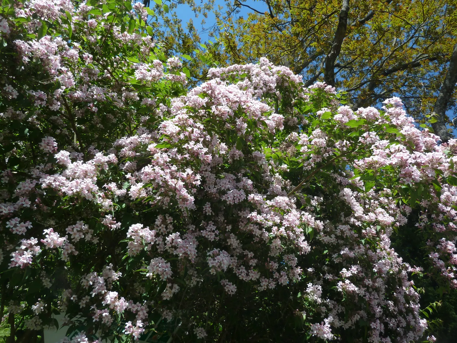 Beauty Bush (Kolkwitzia Amabilis) — which may grow up to 3 inches long; shrub for full or half, image 93
