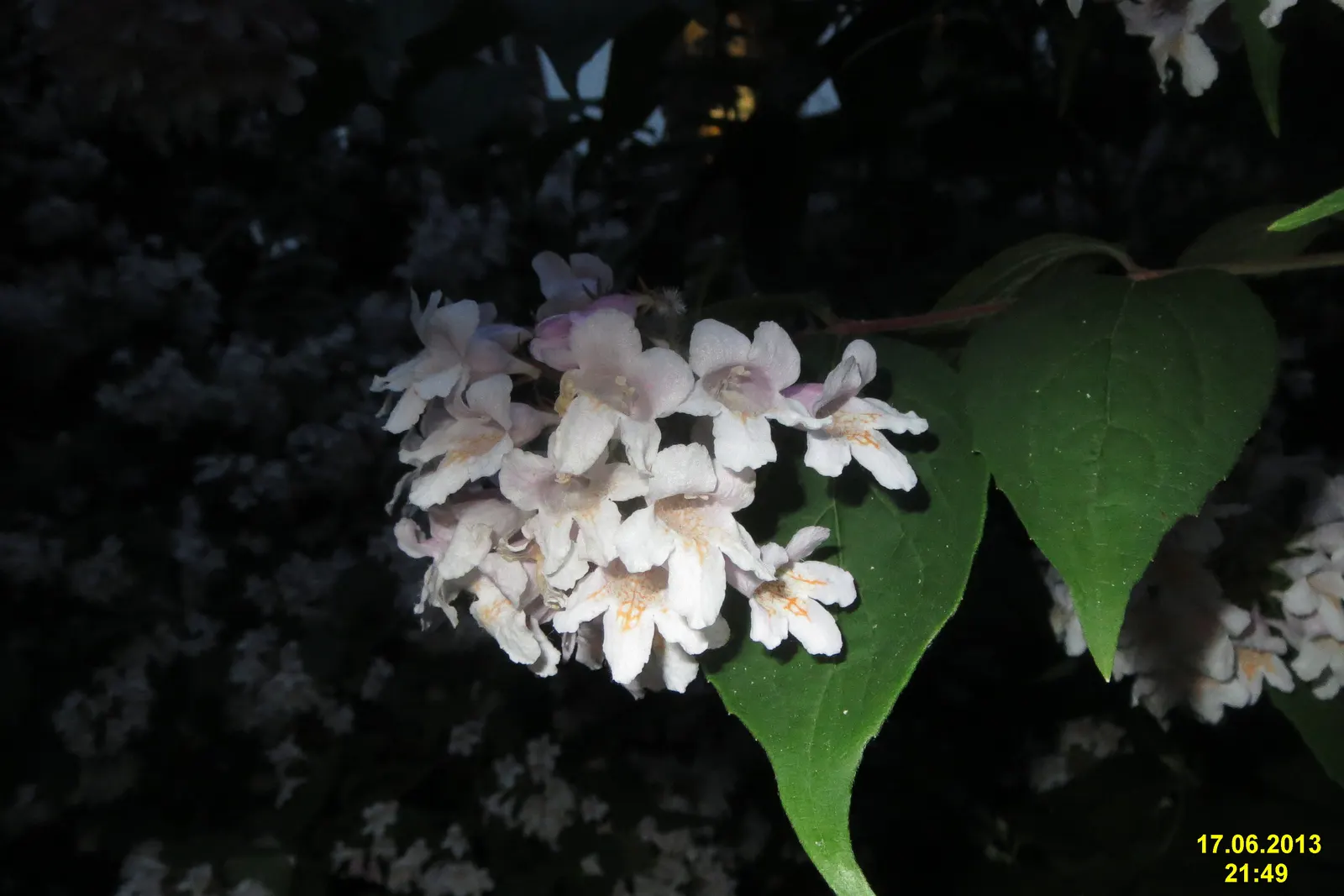 Beauty Bush (Kolkwitzia Amabilis) — vase-like silhouette that can contribute to a graceful layering in landscape design; scientifically named, image 90