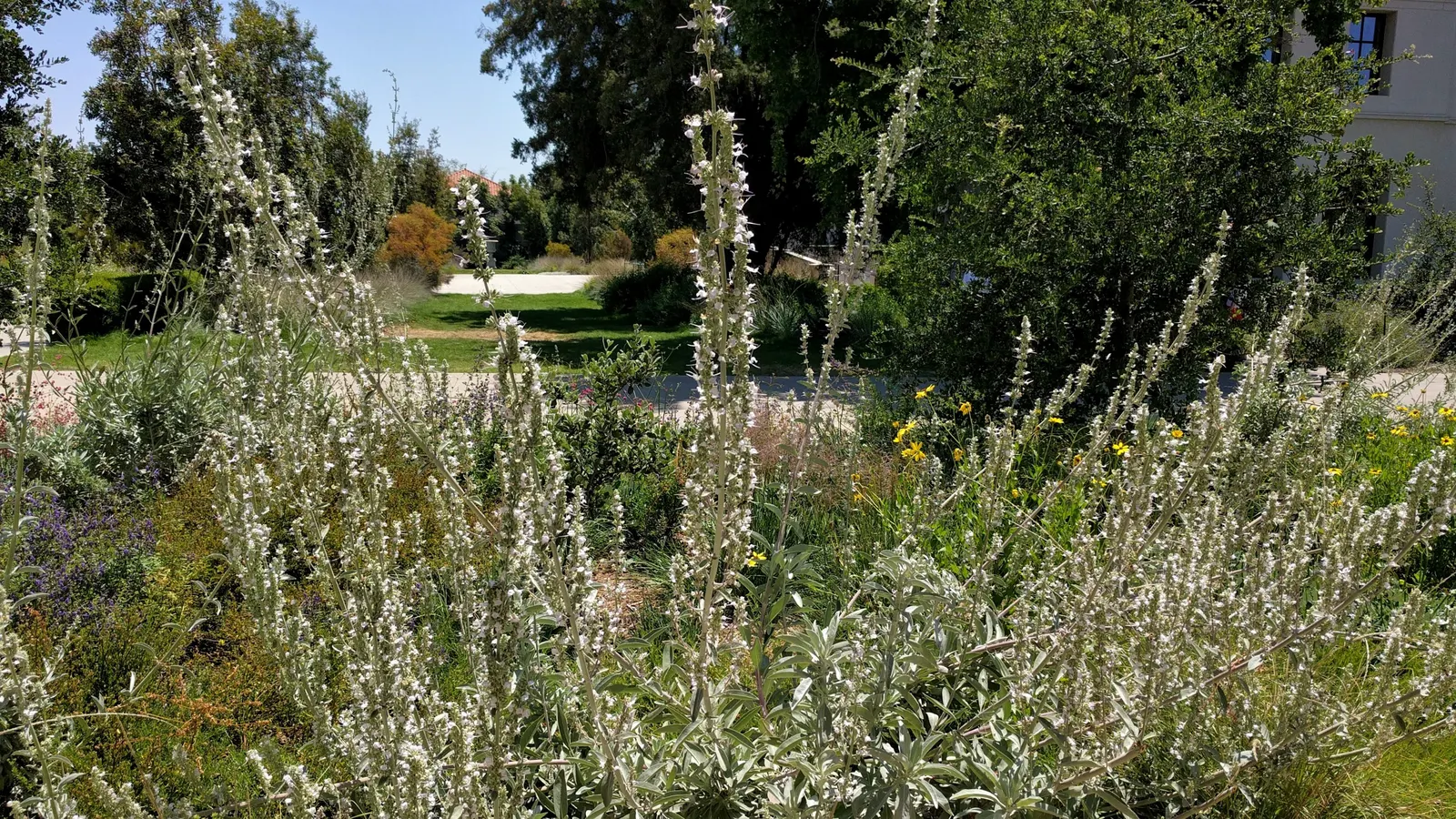 Beauty Bush (Kolkwitzia Amabilis) — are its blooms: In late spring to early summer; offers a delightful springtime spectacle in any garden, image 67