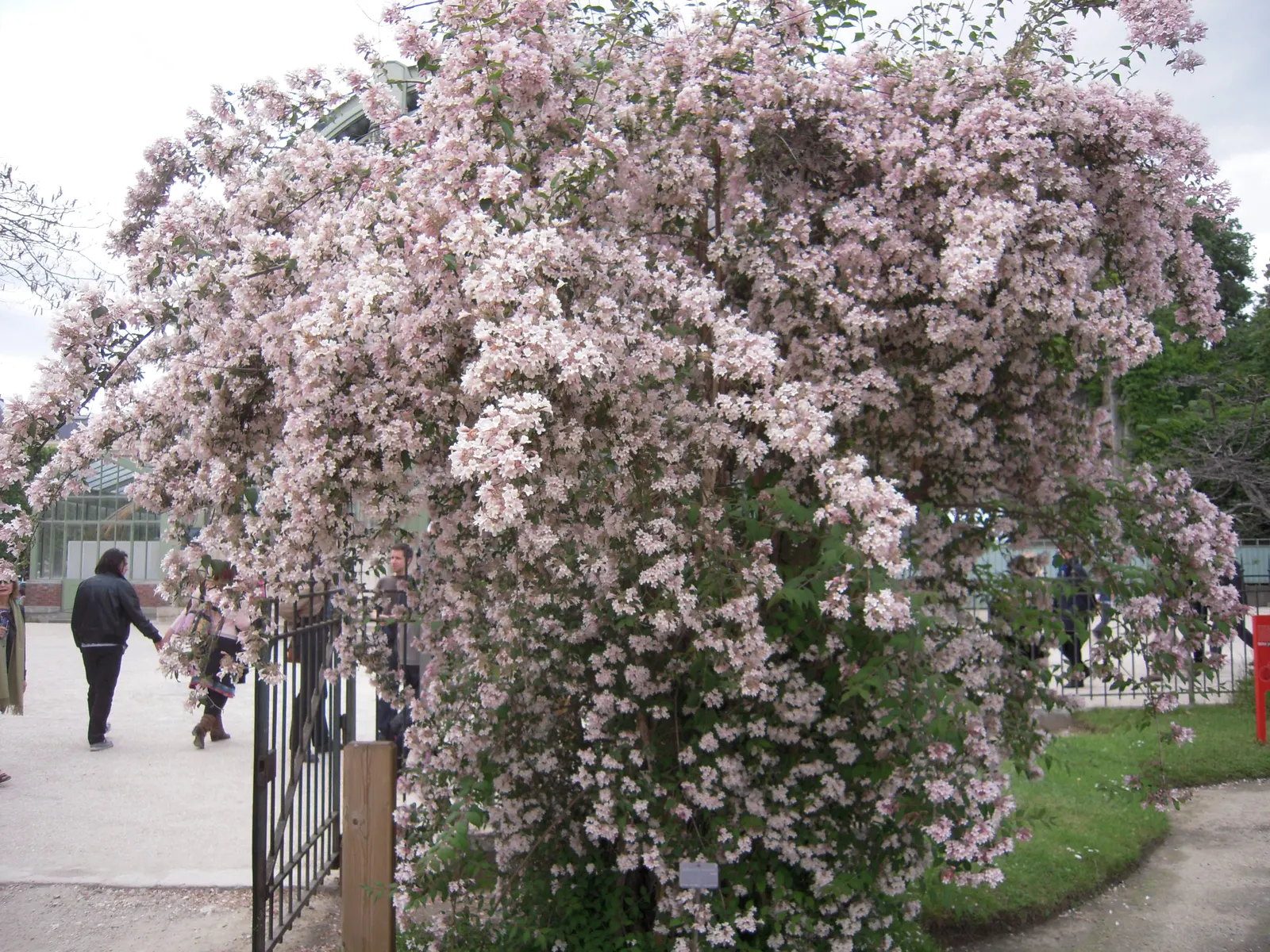 Beauty Bush (Kolkwitzia Amabilis) — Maintenance is minimal, with post-flowering pruning to encourage shape; multi-colored and pink and white, image 112
