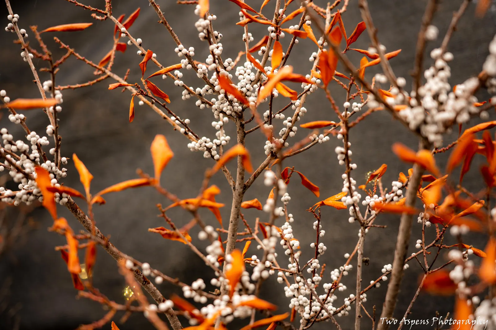 Beauty Bush (Kolkwitzia Amabilis) — Kolkwitzia amabilis functions well as a specimen plant