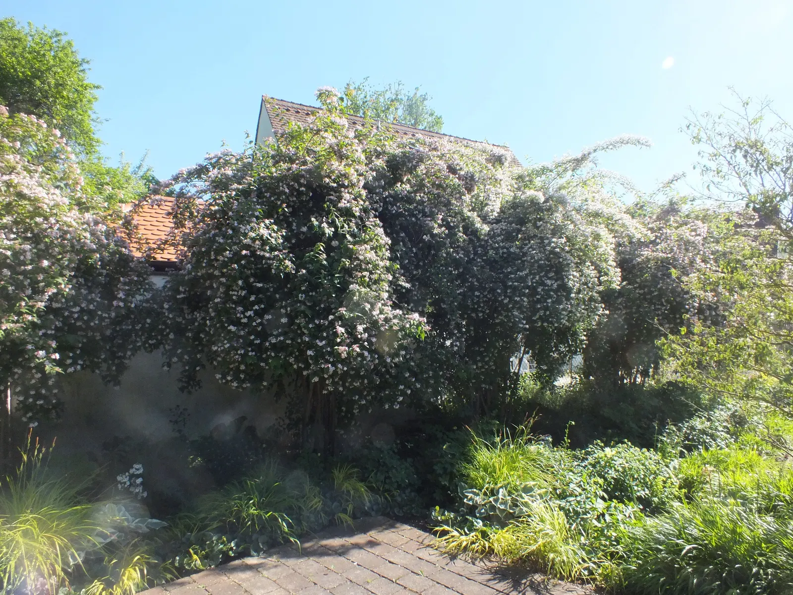Beauty Bush (Kolkwitzia Amabilis) — Maintenance is minimal, with post-flowering pruning to encourage shape