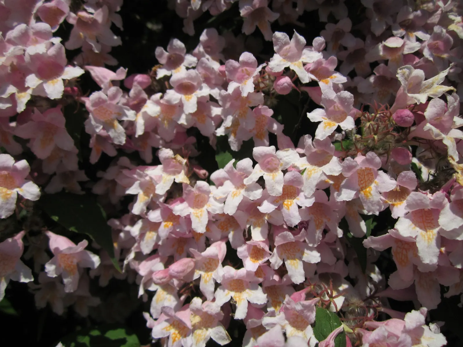 Beauty Bush (Kolkwitzia Amabilis) — multi-colored and pink and white flowers in the garden